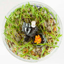 White Smoke Faber Castell Creativity for Kids Grow and Glow Terrarium Kit Kids Craft Kits