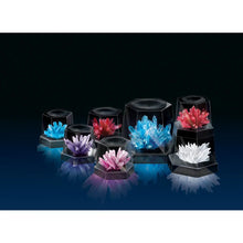 Growing crystal specimens in clear hex cups: blue, red, purple, pink, white