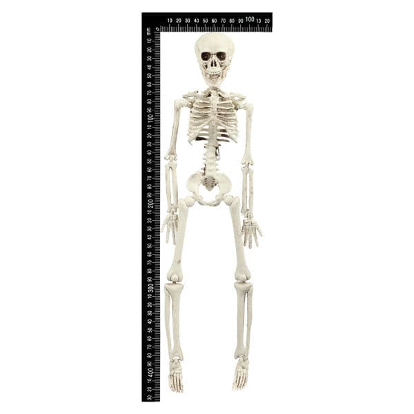 Beige Halloween Hanging Skeleton 42cm Halloween