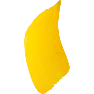 Gold Matisse Acrylic Paint  Flow S2 75mL Yellow Mid Azo Acrylic Paints
