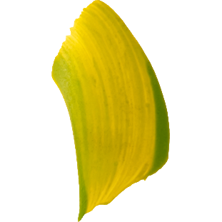 Goldenrod Matisse Acrylic Paint  Flow S3 75mL Aust Yellow Green Acrylic Paints