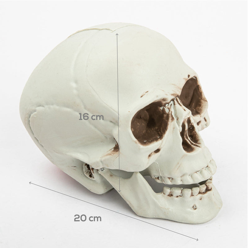 Beige Art Star Halloween Realistic Skull 20cm Halloween