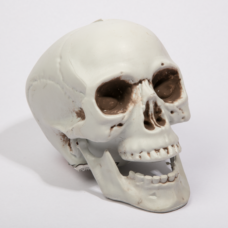 Light Gray Art Star Halloween Realistic Skull 20cm Halloween