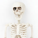 White Smoke Art Star Halloween Posable Skeleton 60cm Halloween