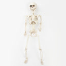 Gray Art Star Halloween Posable Skeleton 60cm Halloween