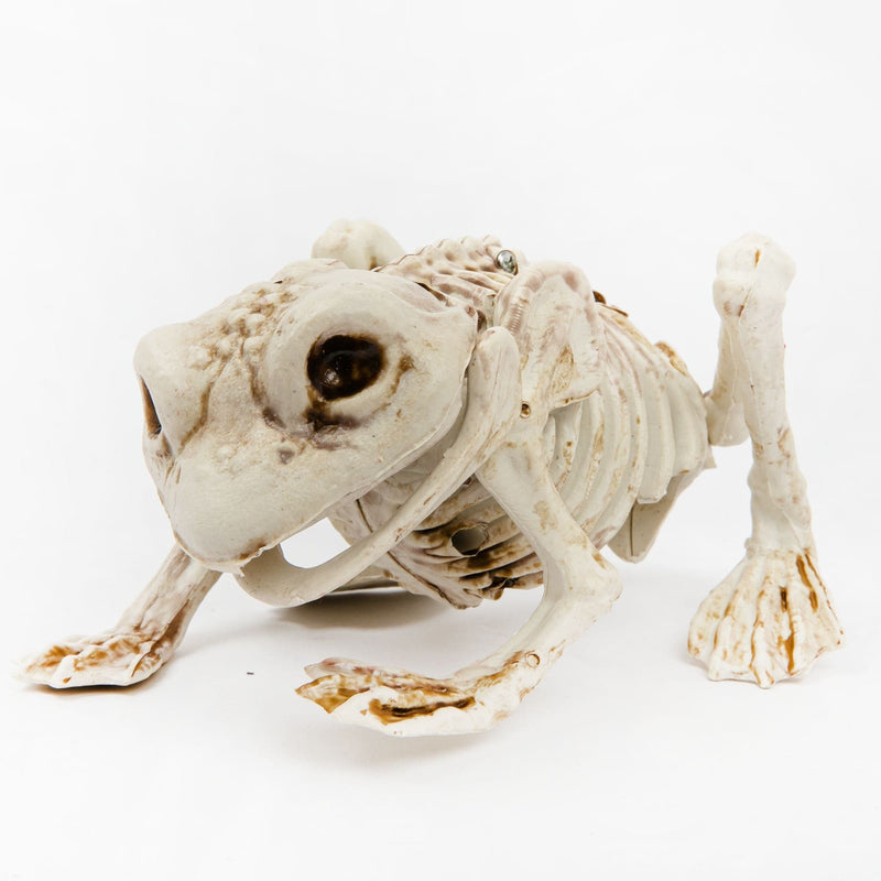 Gray Art Star Halloween Skeleton Frog Halloween