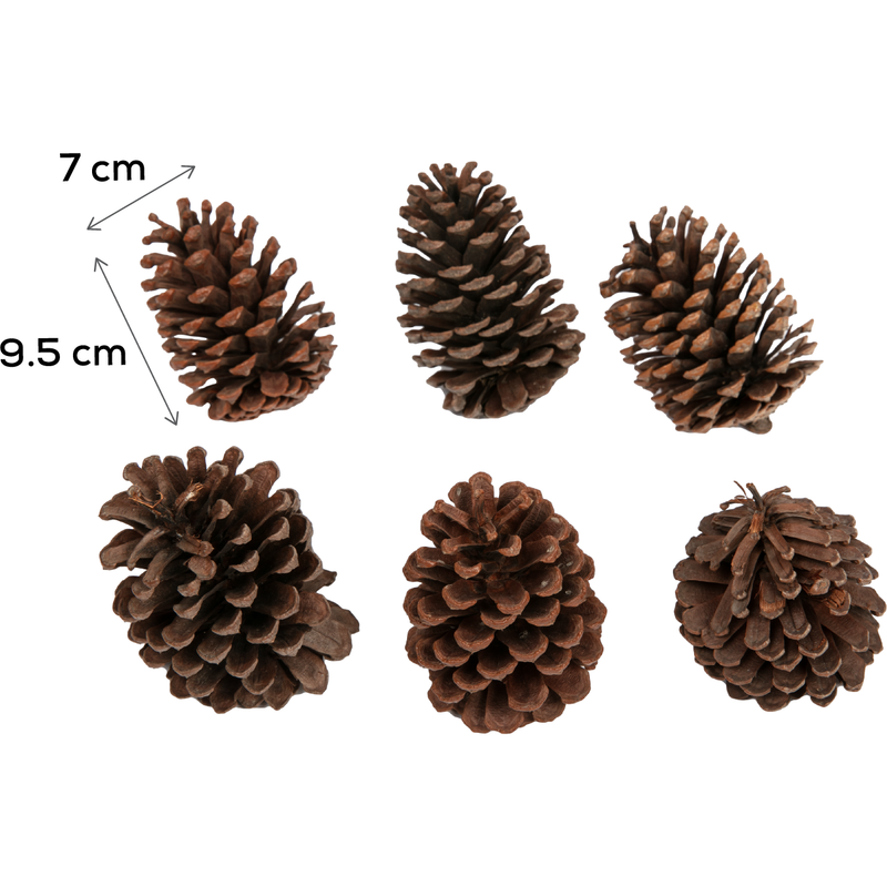 Dark Slate Gray Make a Merry Christmas Pine Cones 10cm (6 Pack) Christmas