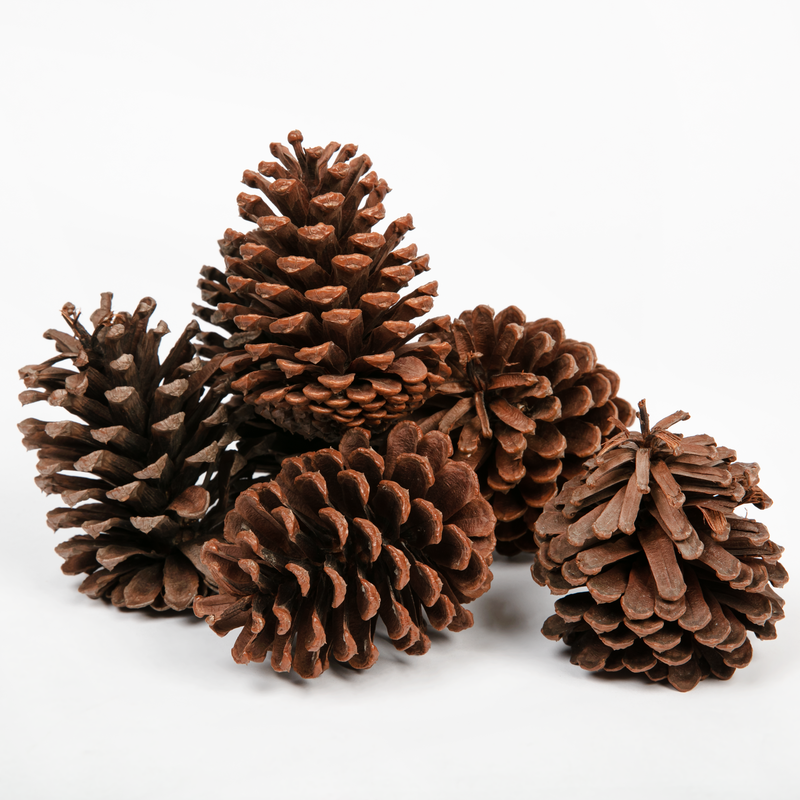 White Smoke Make a Merry Christmas Pine Cones 10cm (6 Pack) Christmas