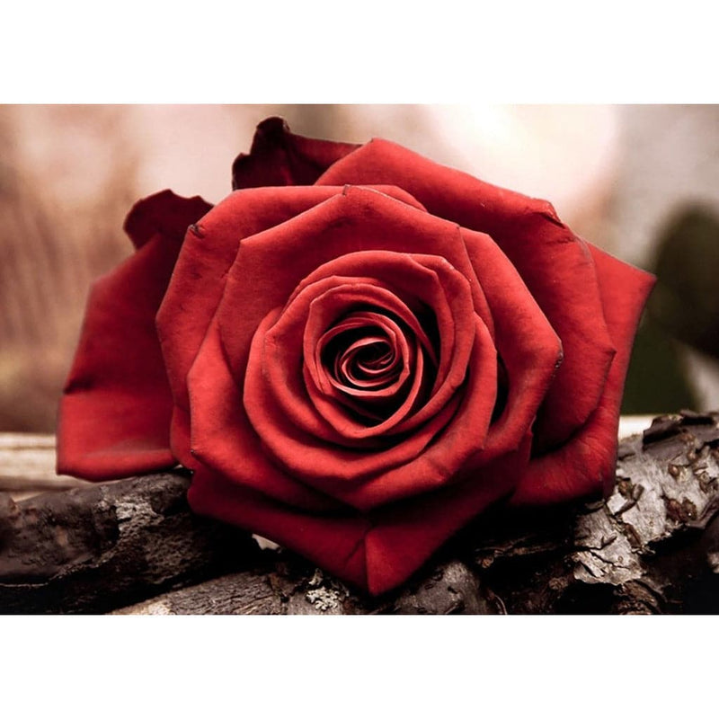 Brown Diamond Painting   Kit Red Rose  - 19cm x 27cm - Collection  D'Art Diamond Painting Kit