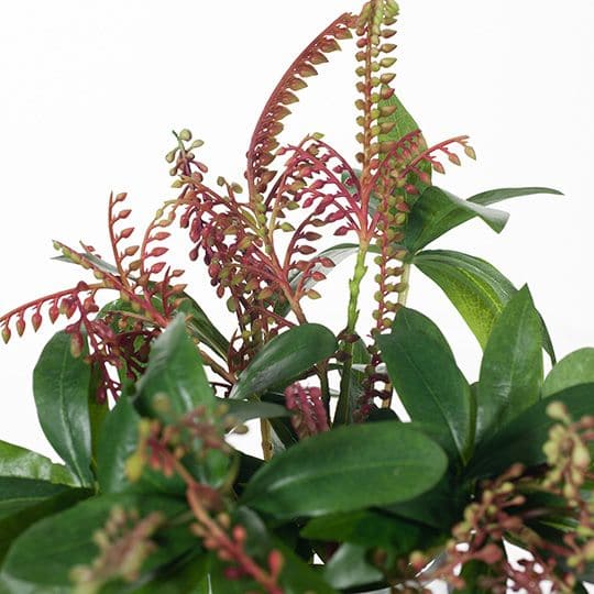 Dark Olive Green Flame Green Pieris Japonica Mix in Vase - 30cm Artifical Flowers