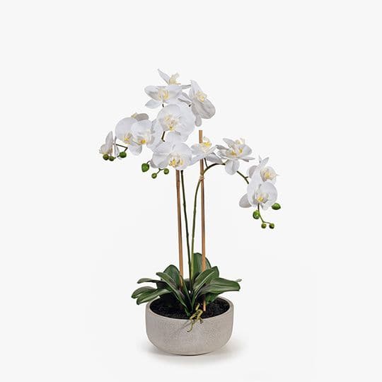 White Smoke White Orchid Phalaenopsis in Bowl - 64cm Artifical Flowers