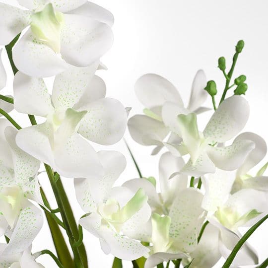 Antique White White Orchid Ascocenda in Pot - 51cm Artifical Flowers