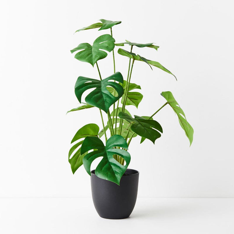 White Smoke Green Monstera Plant - 50cm Artifical Flowers