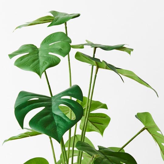 White Smoke Green Monstera Plant - 50cm Artifical Flowers