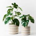 Dark Olive Green Green Monstera Plant - 50cm Artifical Flowers