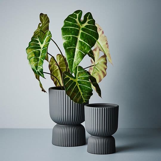 Gray Steel Pot Annix Pedestal - 16cmh x 11.5cmd Planters and Pots