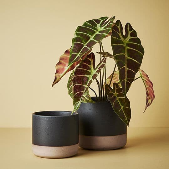 Tan Black Blue Pot Gigna - 13cmh x 14.5cmd Planters and Pots